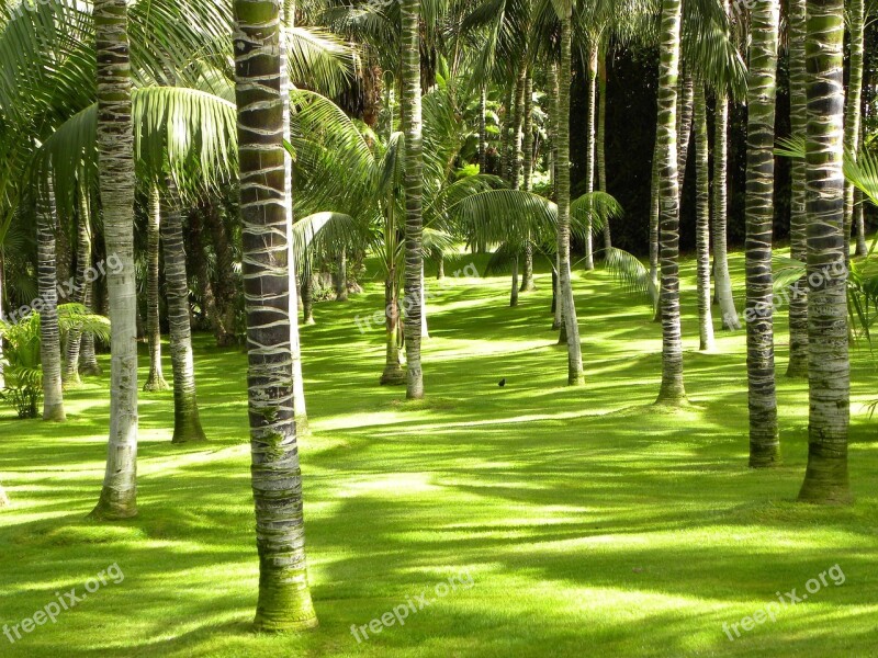 Bamboo Exotic Green Vegetation Forest