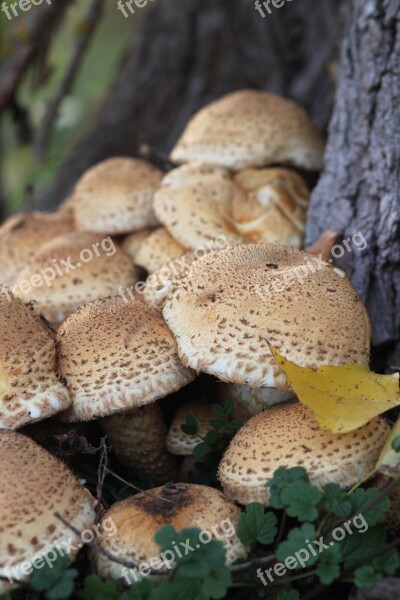 Nature Autumn Mushrooms Autumn Flower Free Photos