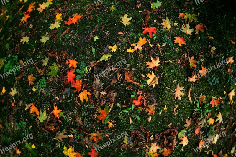 Autumn Foliage Leaves Dry Leaves Yellow