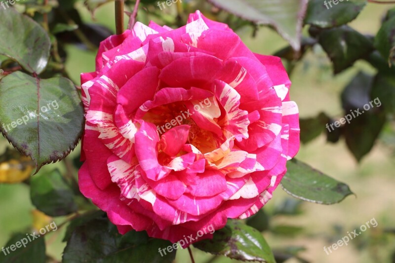 Multicolored Pink Pink Multicoloured Colors Rosebush