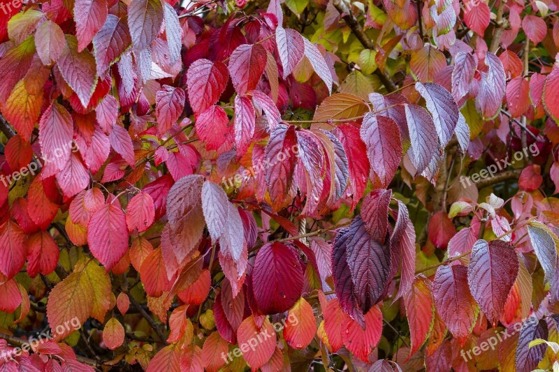 Leaves Fall Foliage Nature Autumn Leaf