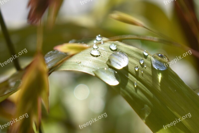 Drop Of Water Nature Raindrop Green Leaf