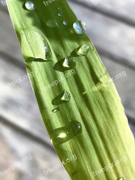 Drop Of Water Nature Raindrop Green Leaf