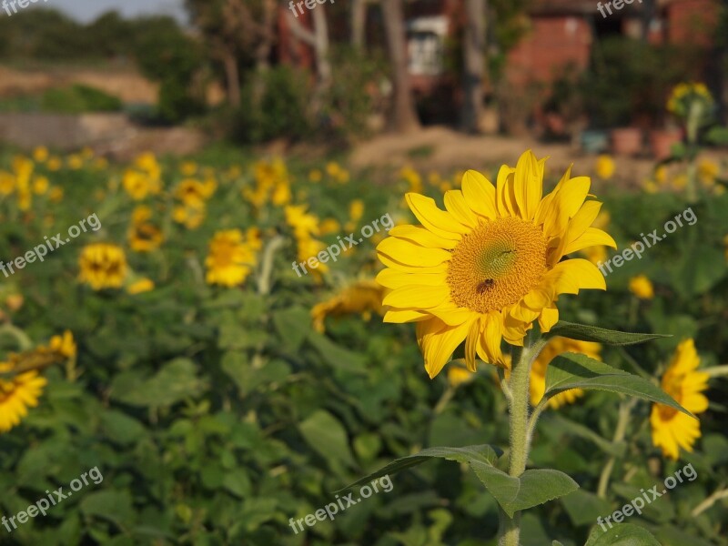 Sunflower Yellow Sunny Farm Honey Bees Free Photos