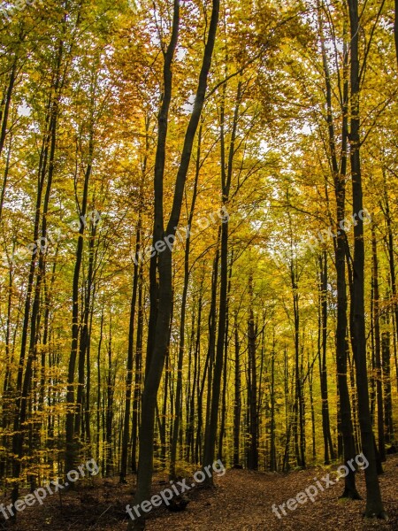 Trees Fall Autumn Yellow Wood