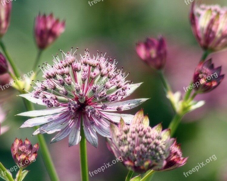 Flower Bloom Attractive Botanical Botany