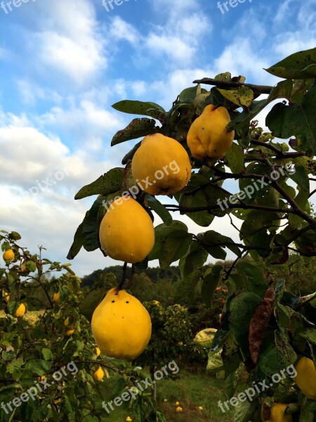 Nature Plant Fruits Quince Yellow