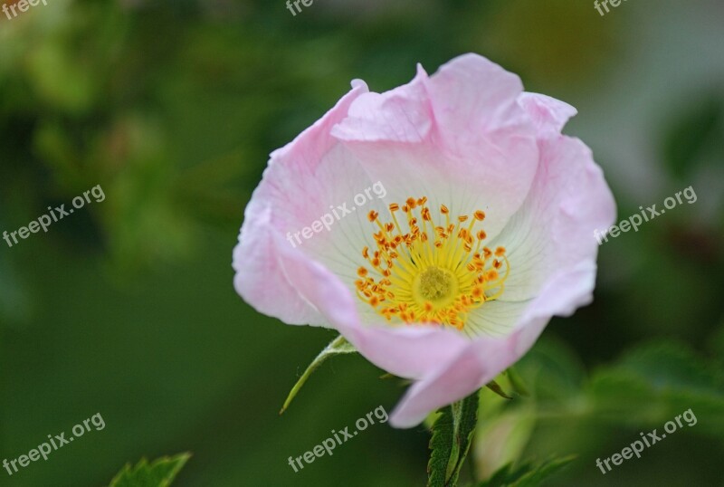 Dog Rose Wild Rose Flower Macro