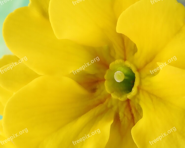 Primrose Spring Bloom Flowering Yellow