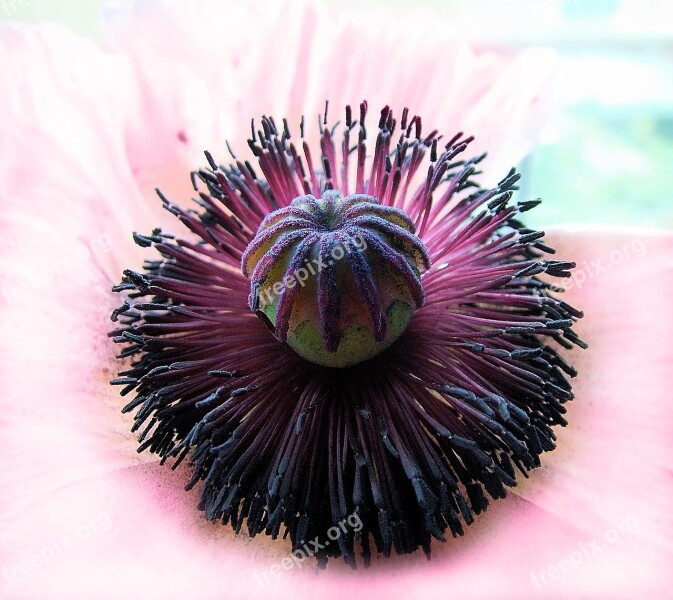 Poppy Macro Close Flower Spring