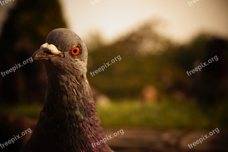 Bird Dove City Pigeon Animal Close Up