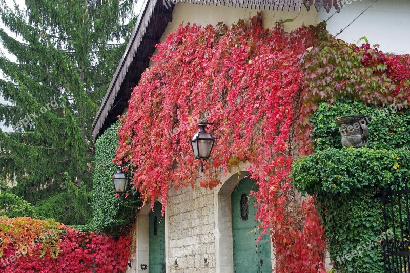 American Lives Parthenocissus Tricuspidata Creeper Autumn Red