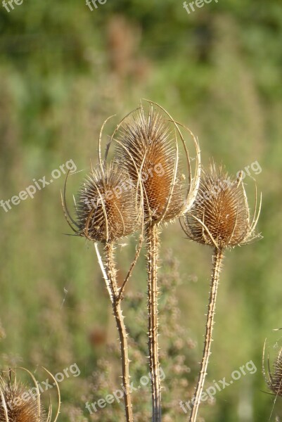 Teazle Dried Flowers South Of France Field Summer