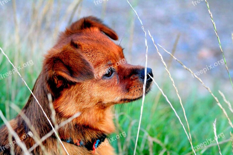 Dog Meadow Dog On Meadow Sweet Attentive Dog