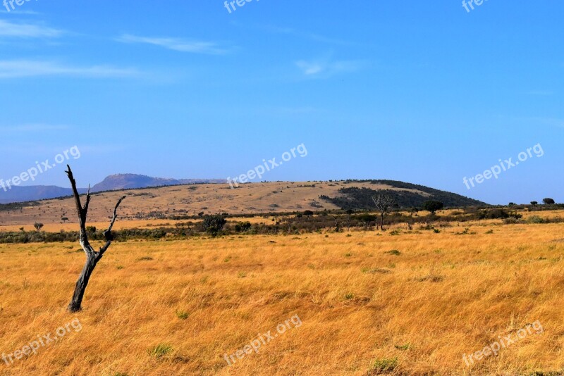 Savannah Africa Tanzania Grassland Landscape