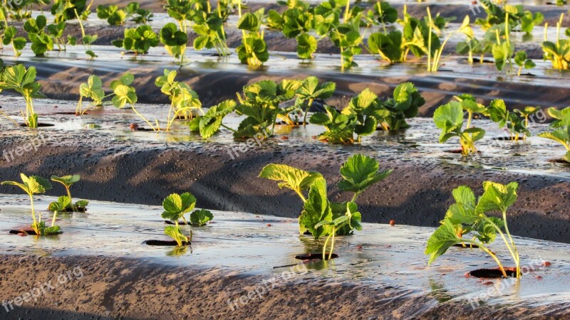 Strawberry Plant Agriculture Growing Free Photos