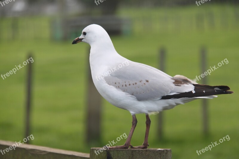 Albatross Bird Seagull Free Photos