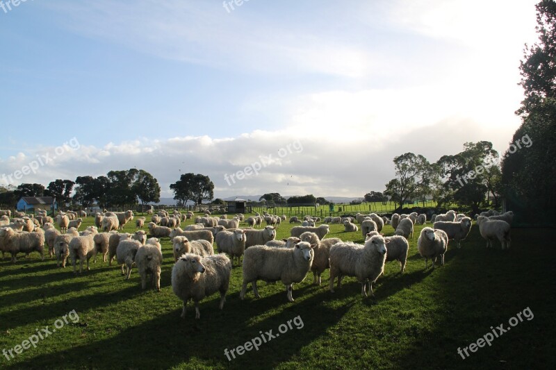 Sheep Farm Paddock New Zealand Free Photos