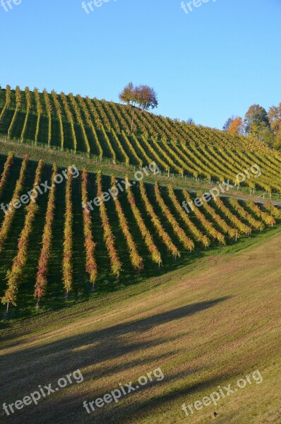 Wine Hill Autumn Vineyard Vine