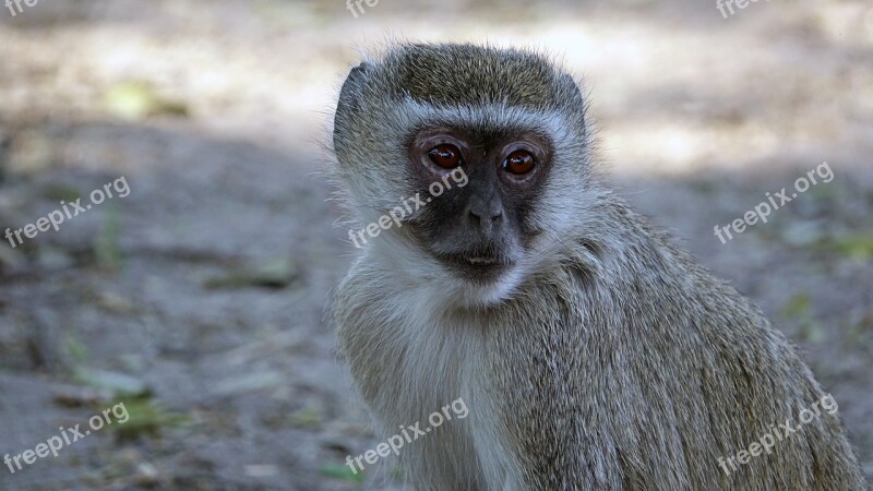 Botswana Old World Monkey Monkey Free Photos