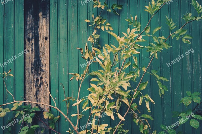 Green Leaves Wall Wood Wooden Wall