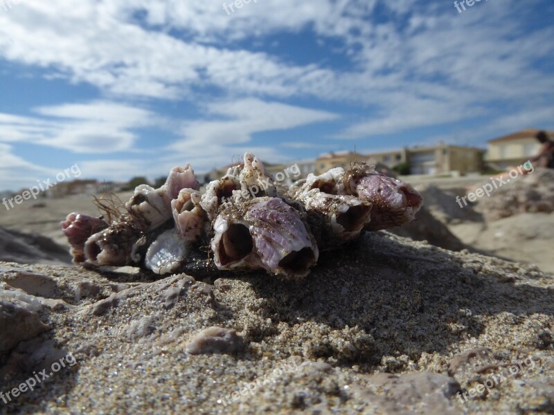 Shells Beach Summer Skies Palavas