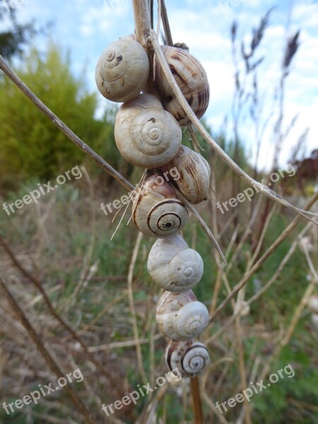 Snails Snail Shells Nature Animals Free Photos