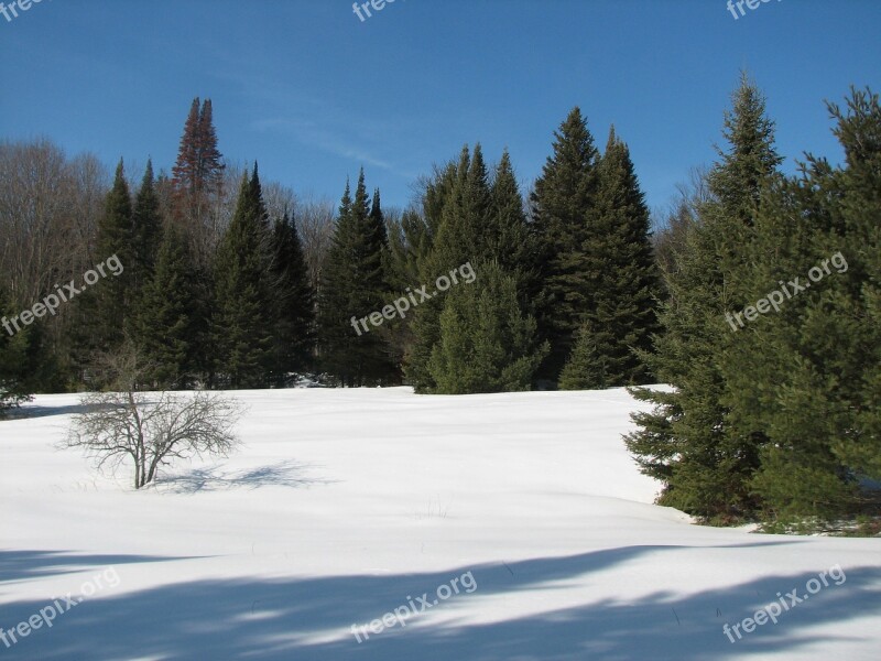 Winter Snow Evergreens Frozen Seasonal