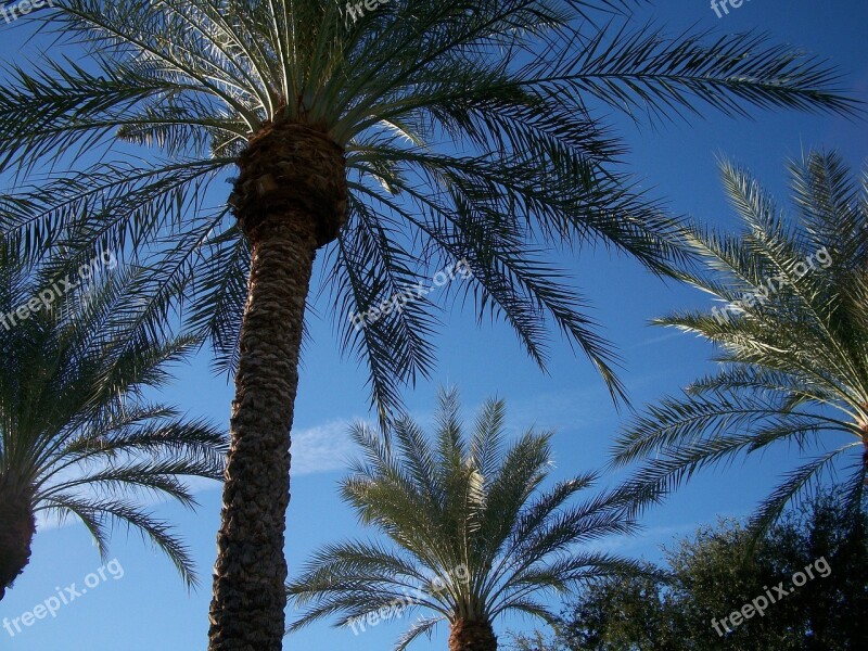 Canary Island Date Palm Palm Tree Scottsdale Pool Free Photos