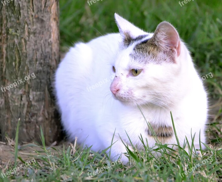 White Cat Cat Animal Cute Park