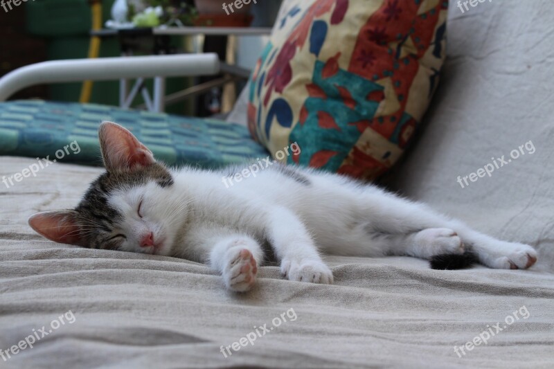 Cat Young Cat Pet Sleep Cute