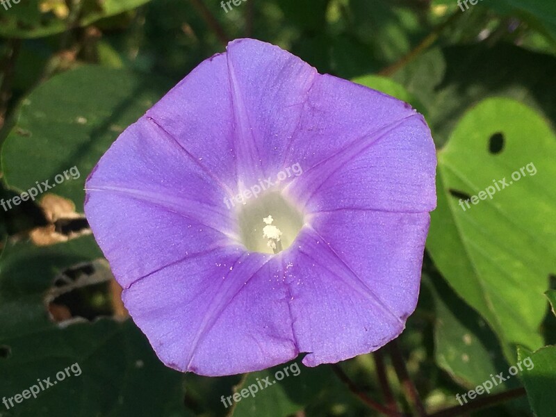 Morning Glory Blue Flower Purple Garden