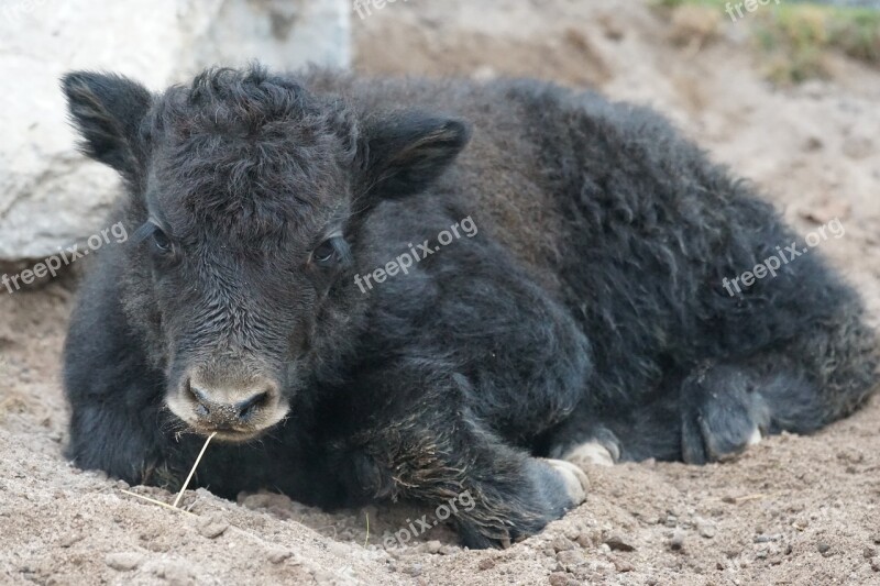 Yak Beef Domestic Cattle Livestock End Weapons Carrier