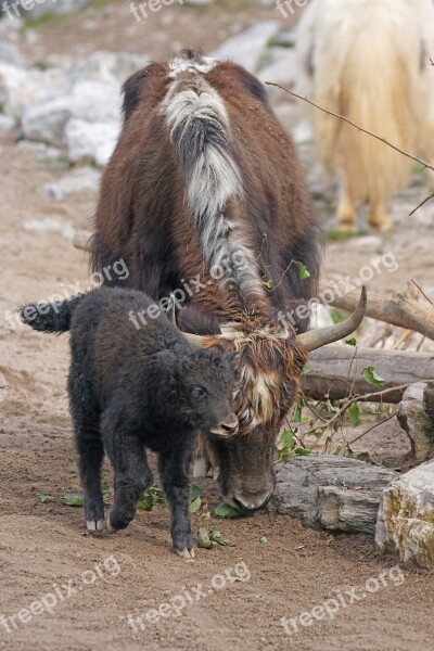 Yak Beef Domestic Cattle Livestock End Weapons Carrier