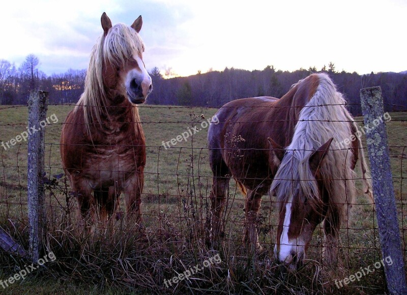 Horses Belgian Horses Two Horses Brown Tan