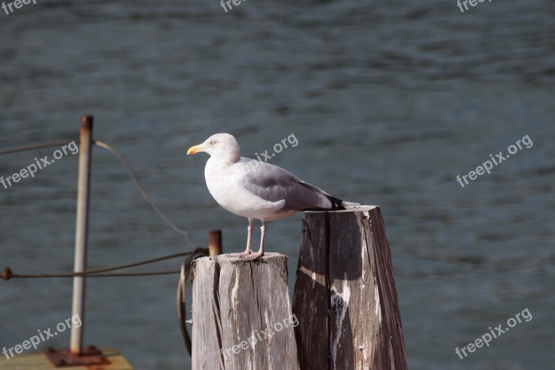 Seagull Staten Island New York United States Free Photos