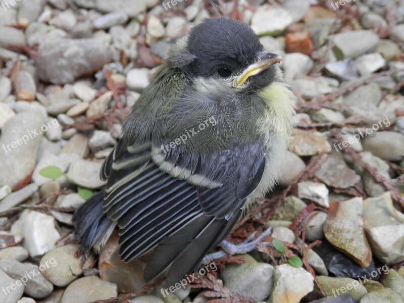 Petit Bird Nature Free Photos