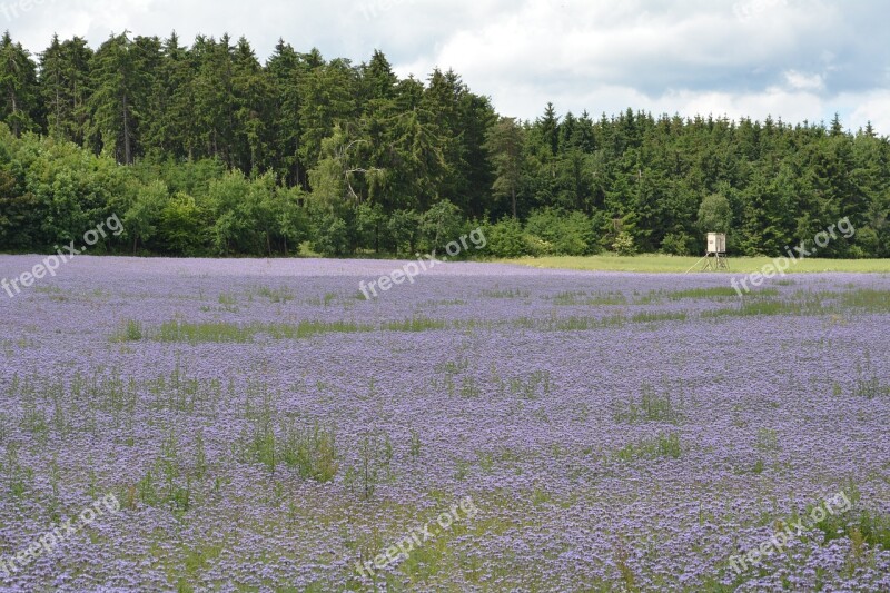 Purple Field Flowers Purple Flower Field Thistle