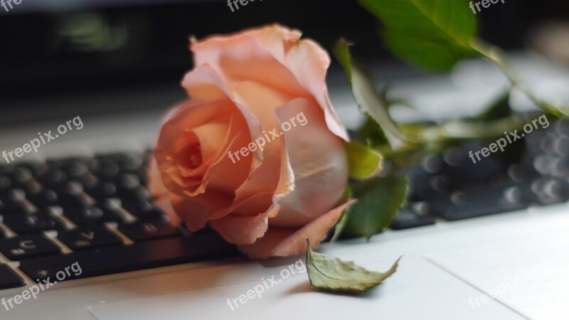 Rose Keyboard Still Life Defoliation Computer