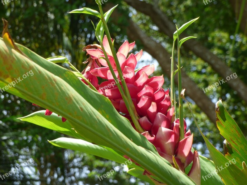 Plant Flower Summer Pink Flower Wild Flower