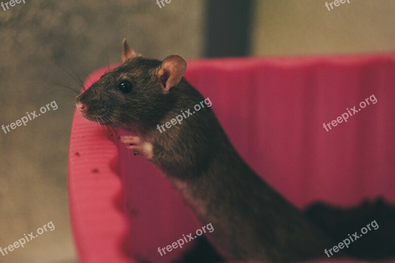 Rat Color Rats Sweet Smart Rodent