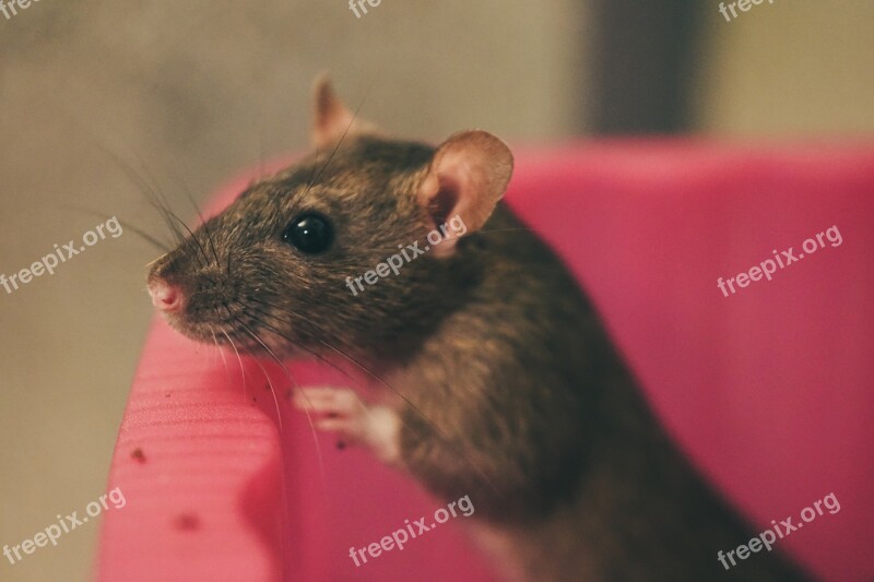 Rat Color Rats Sweet Smart Rodent