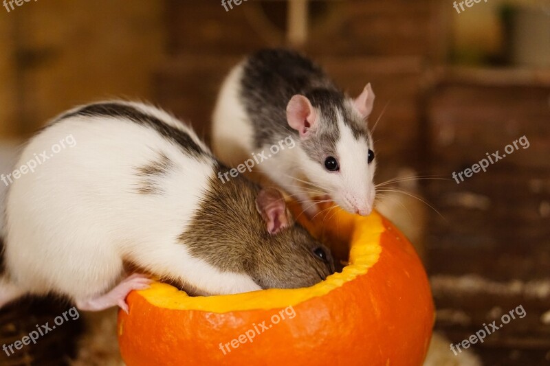 Rat Color Rats Sweet Smart Rodent