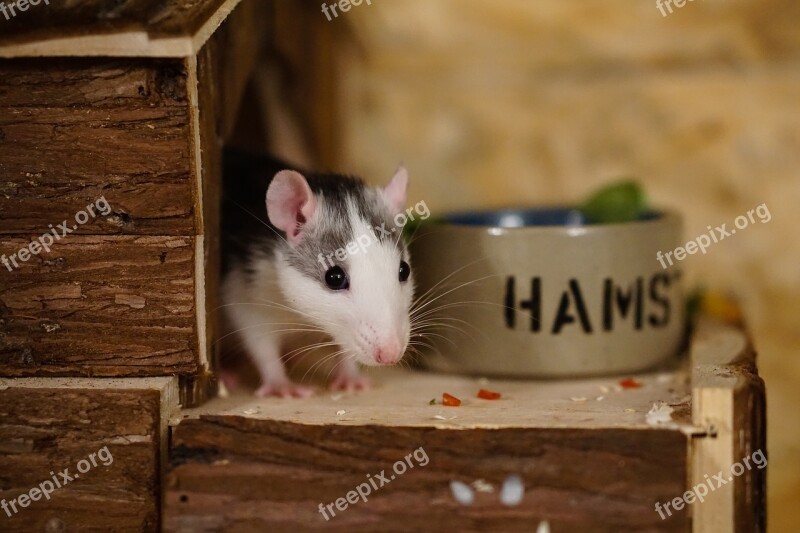 Rat Color Rats Sweet Smart Rodent