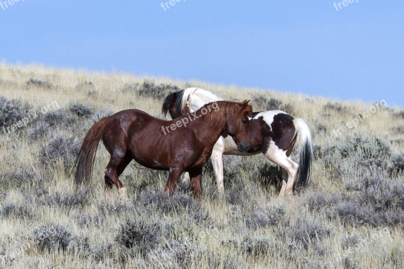 Wild Horses Wild Mustangs Mustangs Horses American Wild Horses