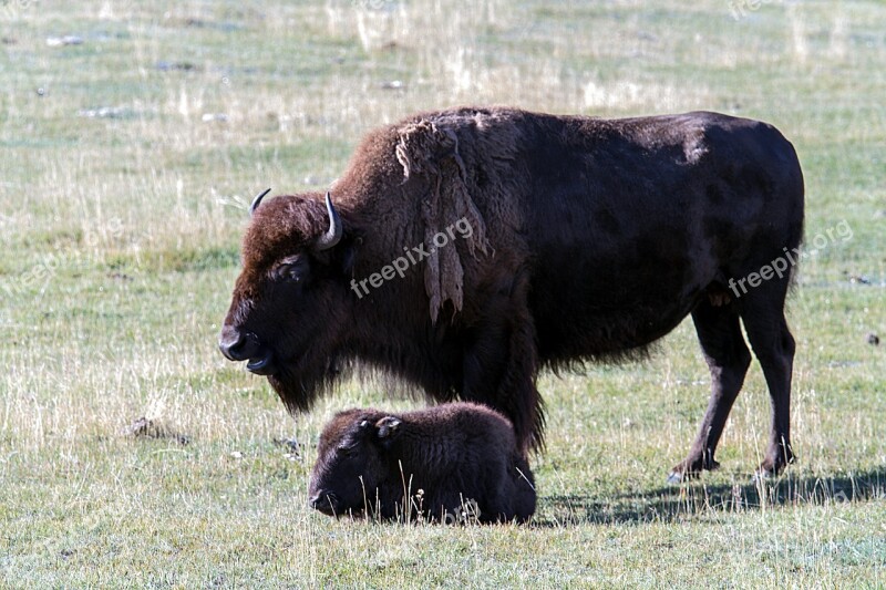 Yellowstone National Park Wyoming Usa Bison American Bison