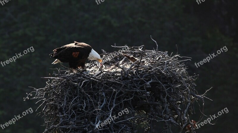 Bald Eagles Nest Birds Feeding Predators