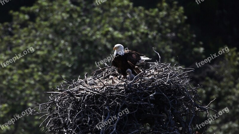 Bald Eagles Nest Birds Predators Prey