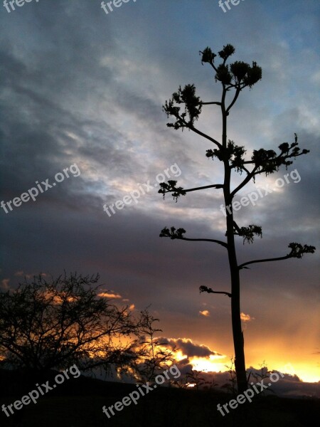 Sunset Landscape Trees Rocks Dusk