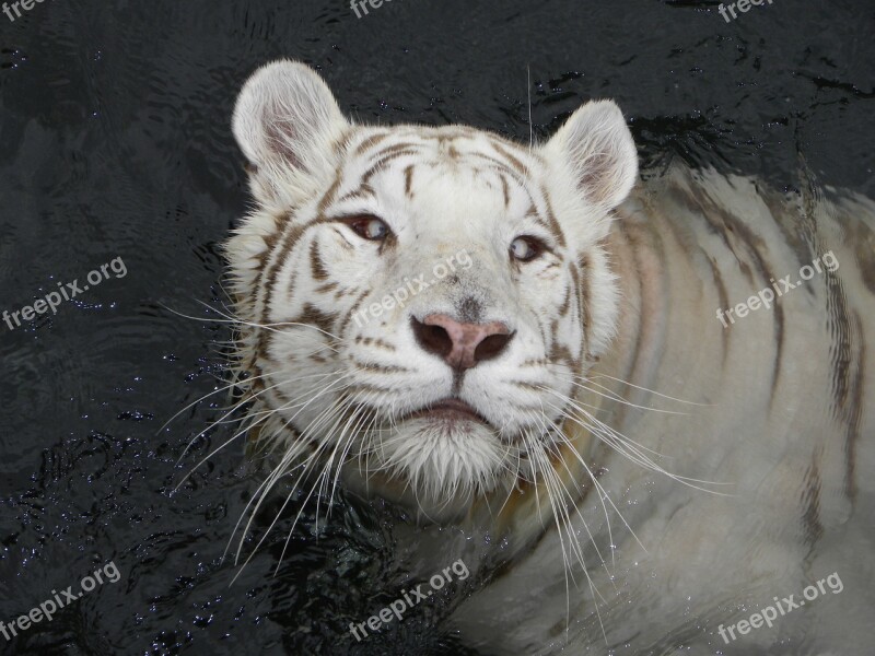 Tiger Tiger Albino Feline Carnivorous Nature